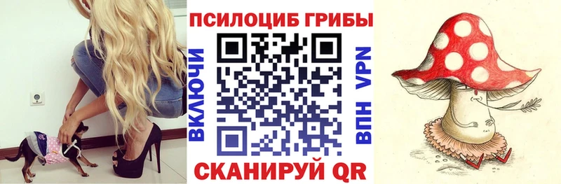 как найти наркотики  Пудож  Галлюциногенные грибы Psilocybe 